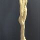 Cabinet of Curiosities sponge spongilla lacustris on pedestal