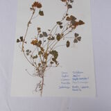 Set of 6 herbarium boards