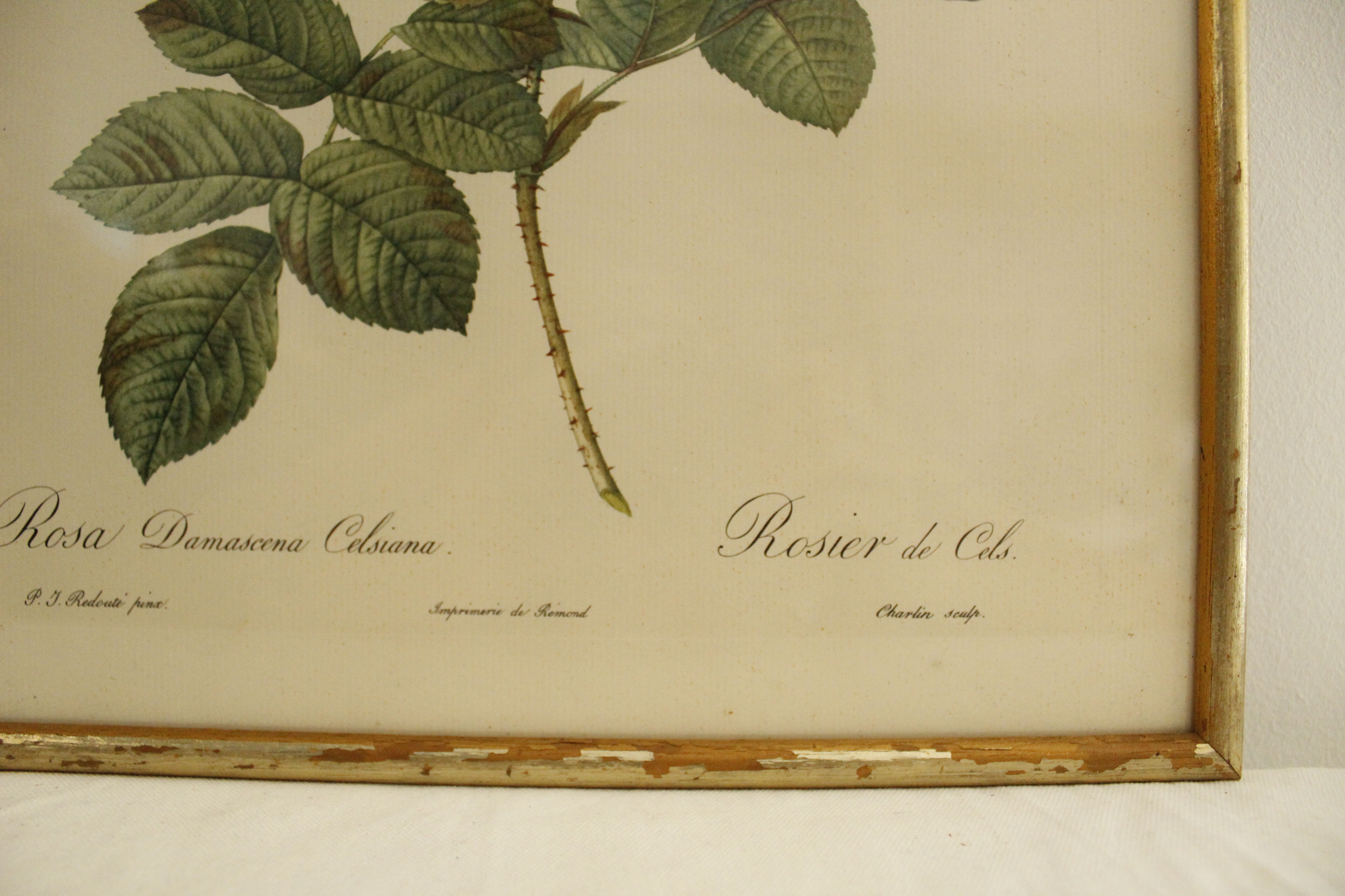 Lithographie JP Redouté encadrée - Rosier de Cels