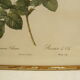 Lithographie JP Redouté encadrée - Rosier de Cels