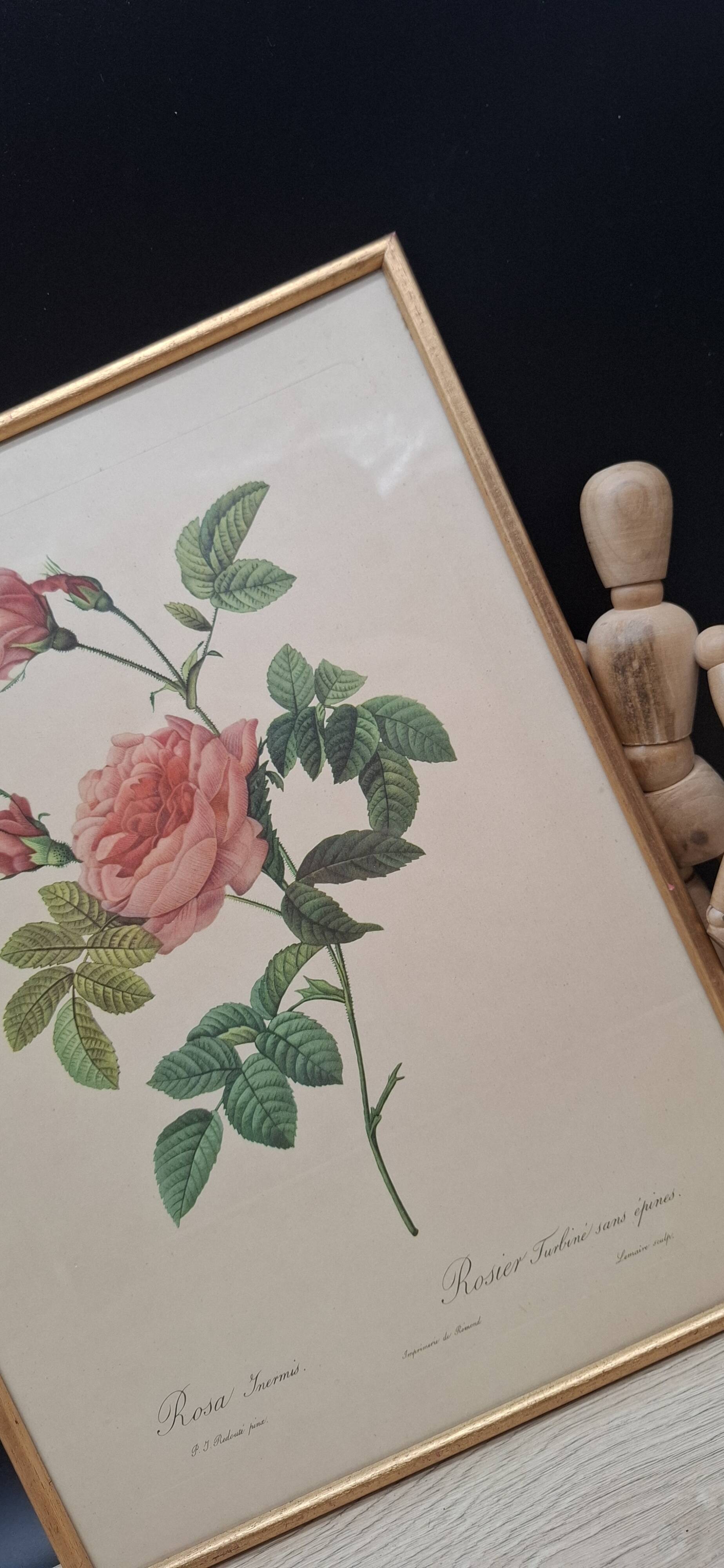 Lithographie PJ Redouté Rosier Turbiné sans épines