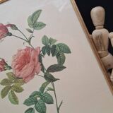 Lithographie PJ Redouté Rosier Turbiné sans épines