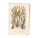 Antique botanical engraving, 1889 - Mountain herbs by A. Pratt - plate