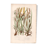 Antique botanical engraving, 1889 - Mountain herbs by A. Pratt - plate