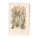Antique botanical engraving, 1889 - Mountain herbs by A. Pratt - plate