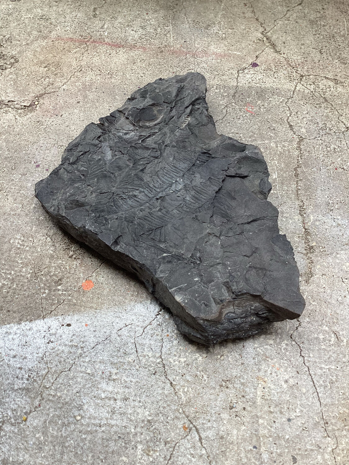 Plant fossilized plate