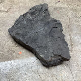 Plaque fossilisée végétaux