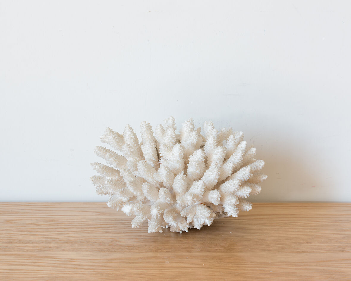 Ancient white coral