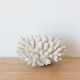 Ancient white coral