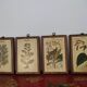 Set of 4 botanical boards with wooden frames