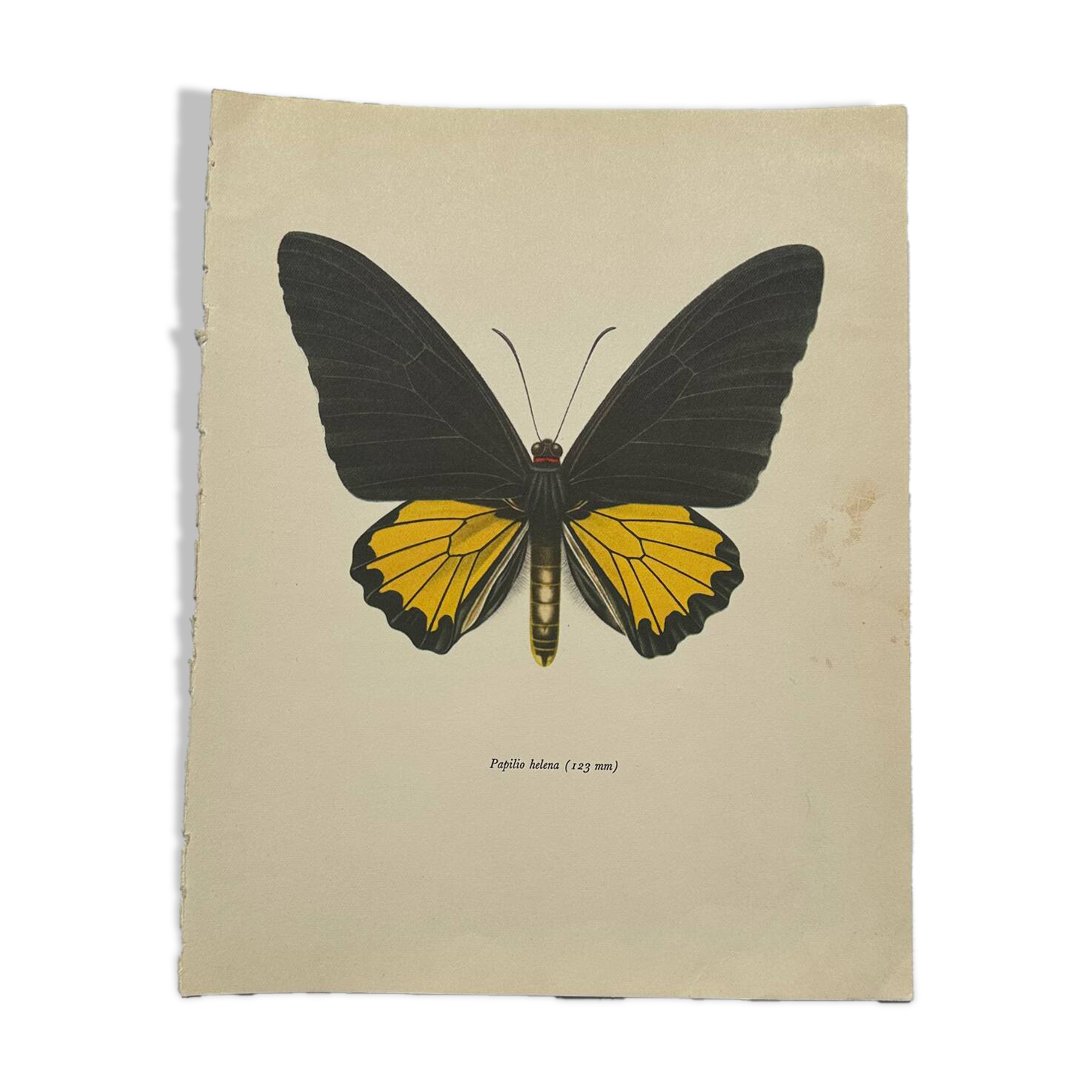 Antique butterfly engraving vintage botanical plate naturalist etching