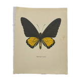 Antique butterfly engraving vintage botanical plate naturalist etching