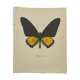 Old butterfly engraving vintage botanical plate etching naturalist