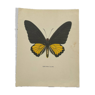 Antique butterfly engraving vintage botanical plate naturalist etching