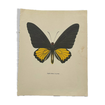 Gravure papillon ancienne planche botanique vintage eau forte naturaliste