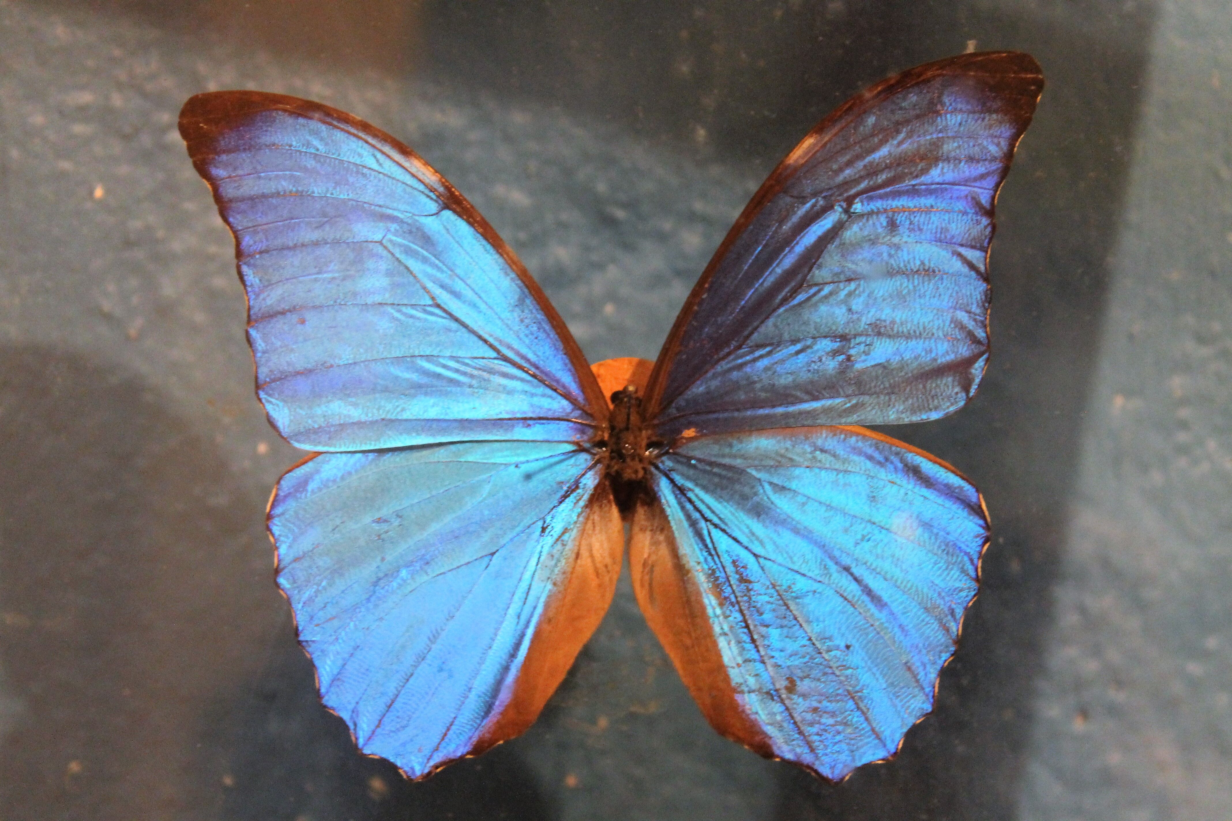 Morpho butterfly box  60