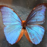 Morpho butterfly box  60