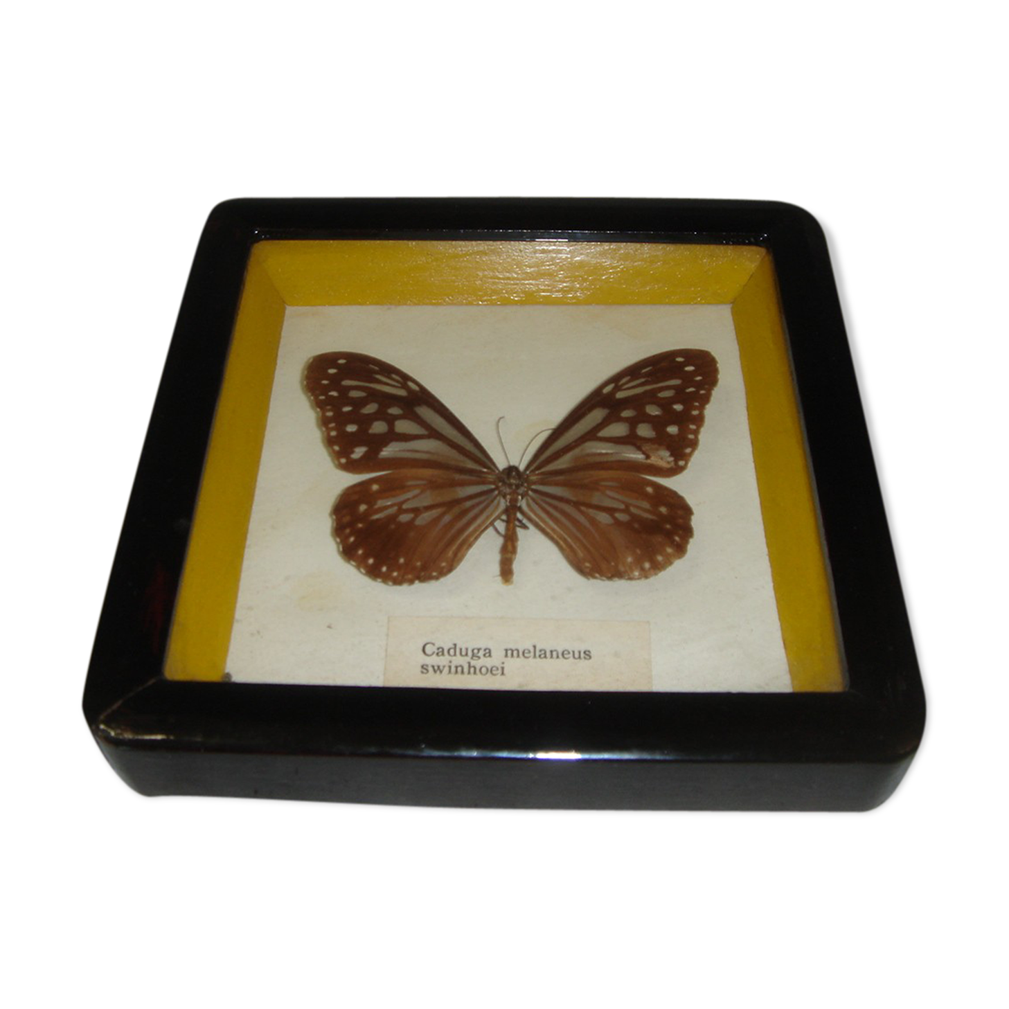 Naturalized butterfly caduga melaneus swinhoei