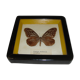 Naturalized butterfly caduga melaneus swinhoei