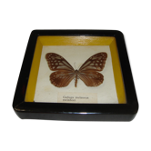Papillon naturalisé caduga melaneus swinhoei