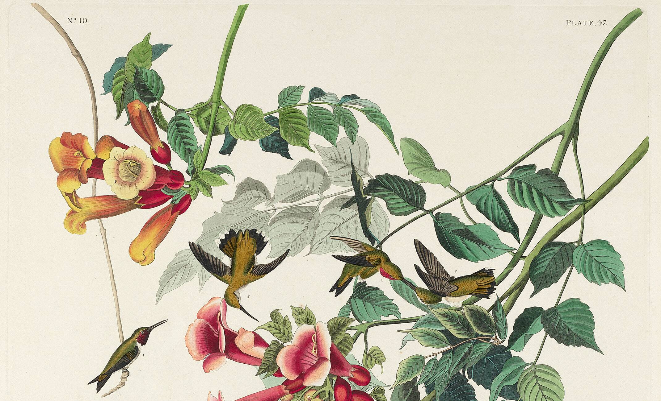 Poster about the Ruby-throated Hummingbird, based on an old engraving from 1827.