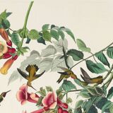 Poster about the Ruby-throated Hummingbird, based on an old engraving from 1827.
