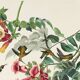 Affiche sur le Colibri à gorge rubis, d’après une gravure ancienne de 1827.