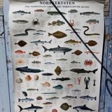 Fish poster