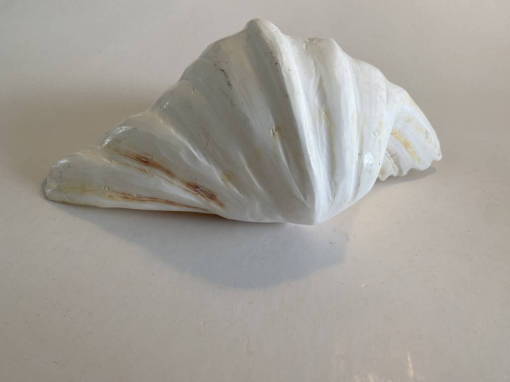 Holy water clam shell - 23x15x6 cm - Natural - 1000g