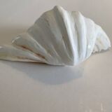 Holy water clam shell - 23x15x6 cm - Natural - 1000g