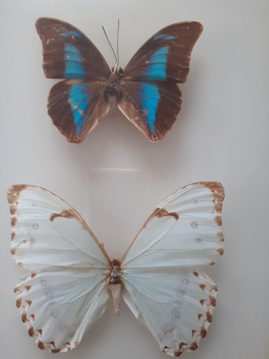 Lot de deux cadres de papillons exotiques