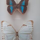 Set of two exotic butterfly frames