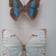 Lot de deux cadres de papillons exotiques