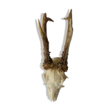 Deer massacre trophy