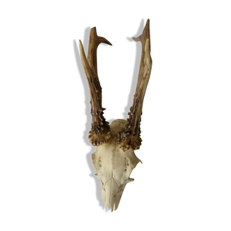 Deer massacre trophy