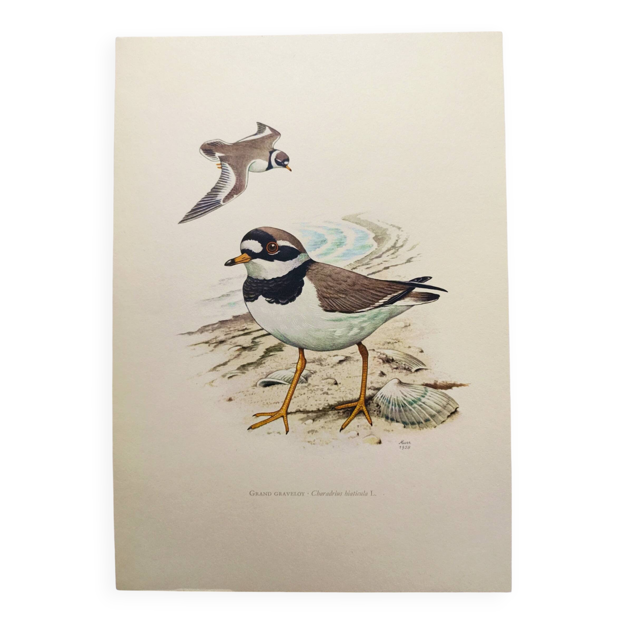 Old vintage bird board from the 60s - Great Ringed Plover - Ornithological illustration