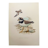 Old vintage bird board from the 60s - Great Ringed Plover - Ornithological illustration