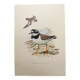 Old vintage bird board from the 60s - Great Ringed Plover - Ornithological illustration