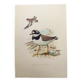 Planche oiseaux ancienne vintage des années 60 - Grand Gravelot - Illustration ornithologique