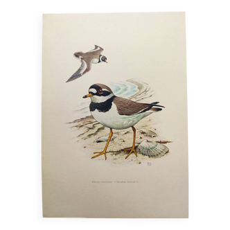 Old vintage bird board from the 60s - Great Ringed Plover - Ornithological illustration