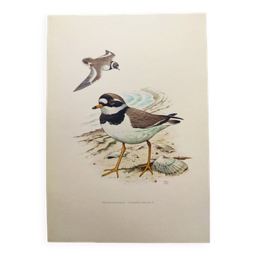 Planche oiseaux ancienne vintage des années 60 - Grand Gravelot - Illustration ornithologique