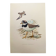 Old vintage bird board from the 60s - Great Ringed Plover - Ornithological illustration