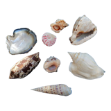 Set of shells