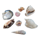 Lot de coquillages