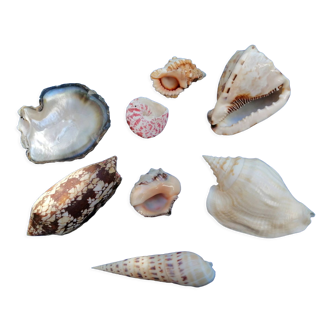 Set of shells