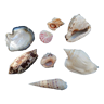Set of shells