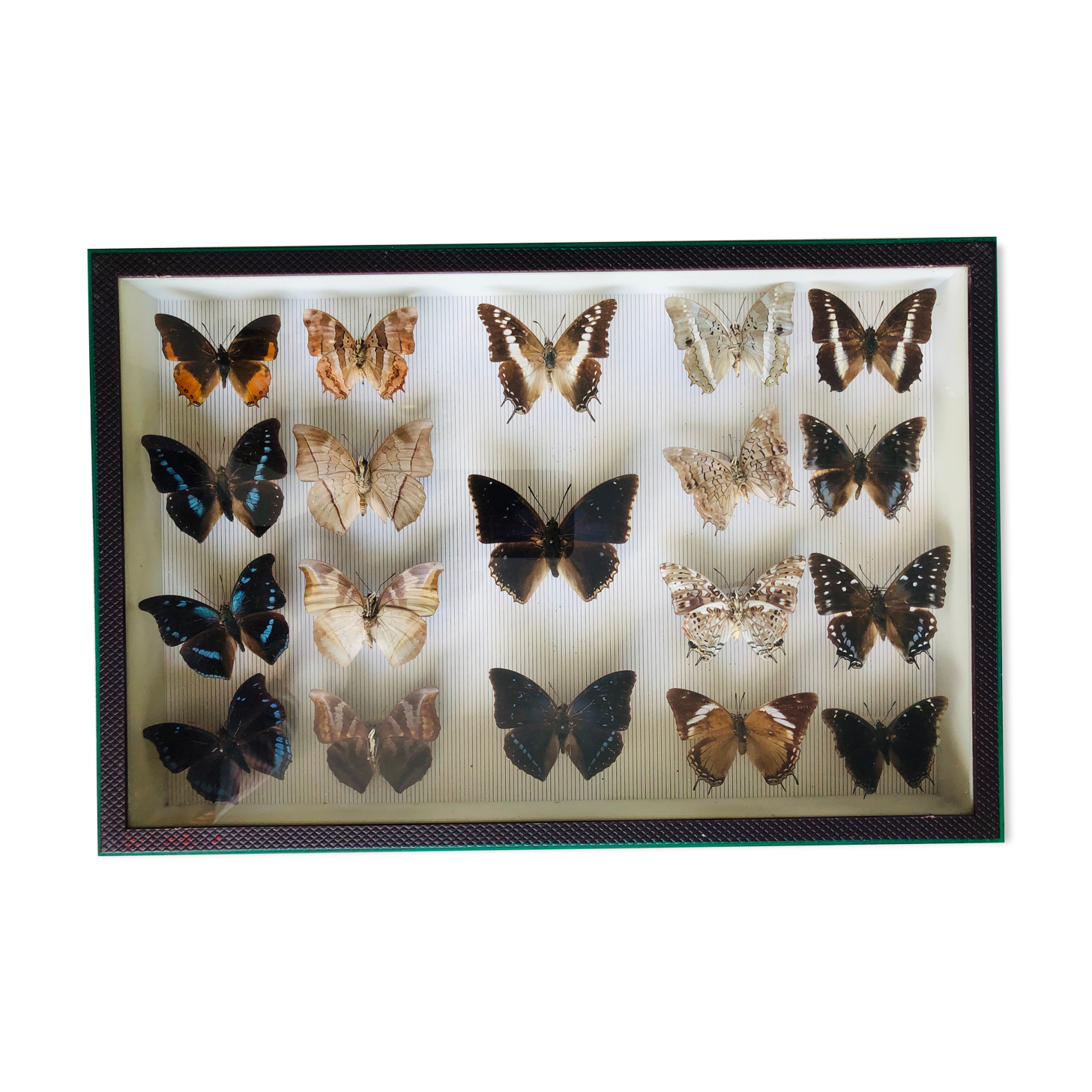 Entomological box of 19 butterflies