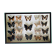 Entomological box of 19 butterflies