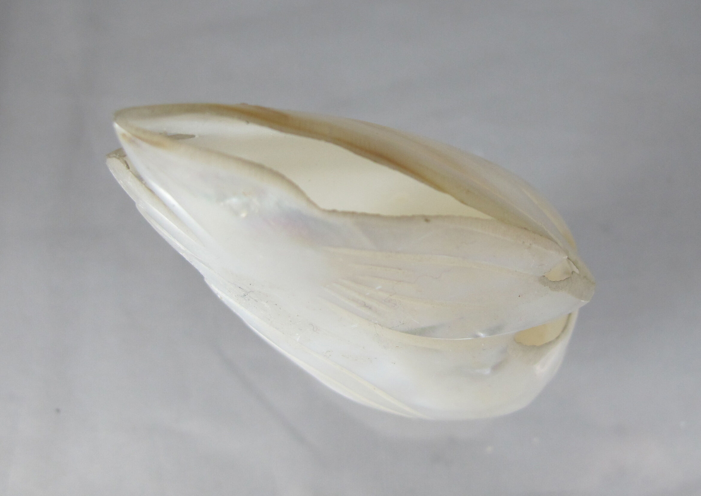 Mother-of-pearl vase