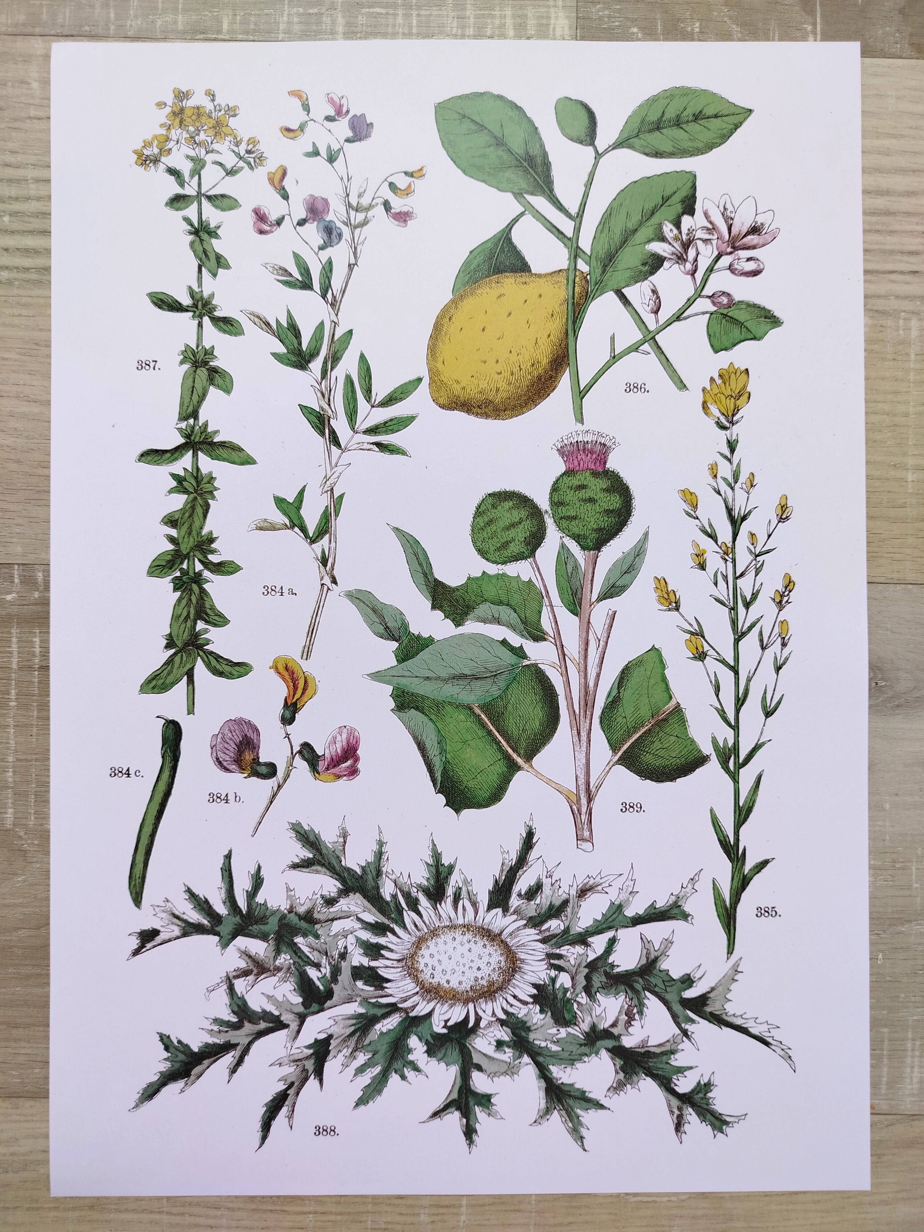 Plant poster based on an 1881 engraving "lemon"